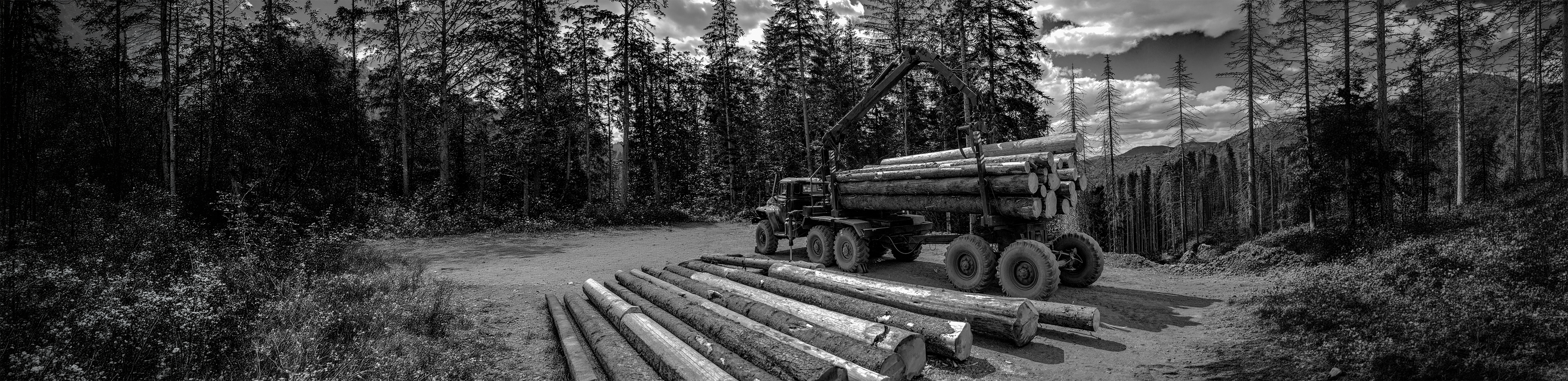 Forestry